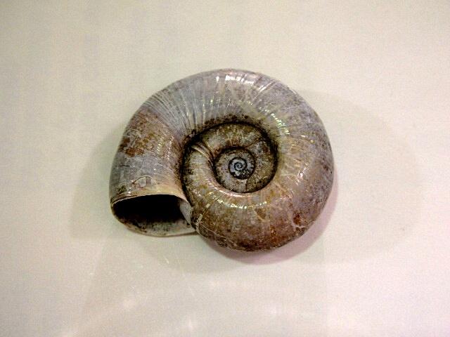 Chilostoma cingulatum colubrinum  & Planorbarius corneus